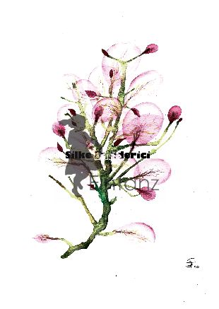 Wasserzeichen_Aquarell rosa Blüten 03-20